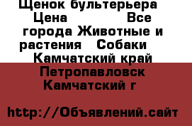 Щенок бультерьера › Цена ­ 35 000 - Все города Животные и растения » Собаки   . Камчатский край,Петропавловск-Камчатский г.